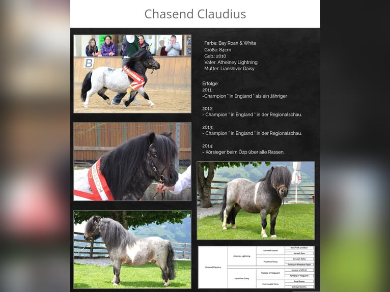 Mini Shetland Pony Hengst 2 Jahre 80 cm Roan-Blue in Kirchbichl