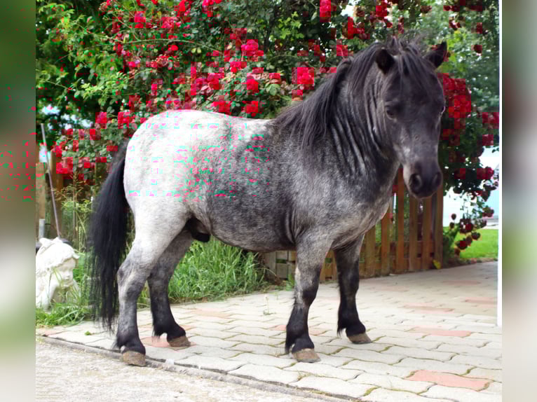 Mini Shetland Pony Hengst 2 Jahre 80 cm Roan-Blue in Kirchbichl