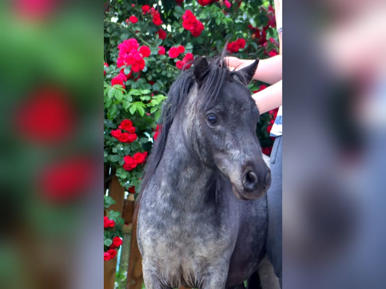 Mini Shetland Pony Hengst 2 Jahre 80 cm Roan-Blue in Kirchbichl