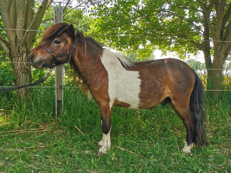 Mini Shetland Pony Hengst 2 Jahre 83 cm Schecke in Lippetal