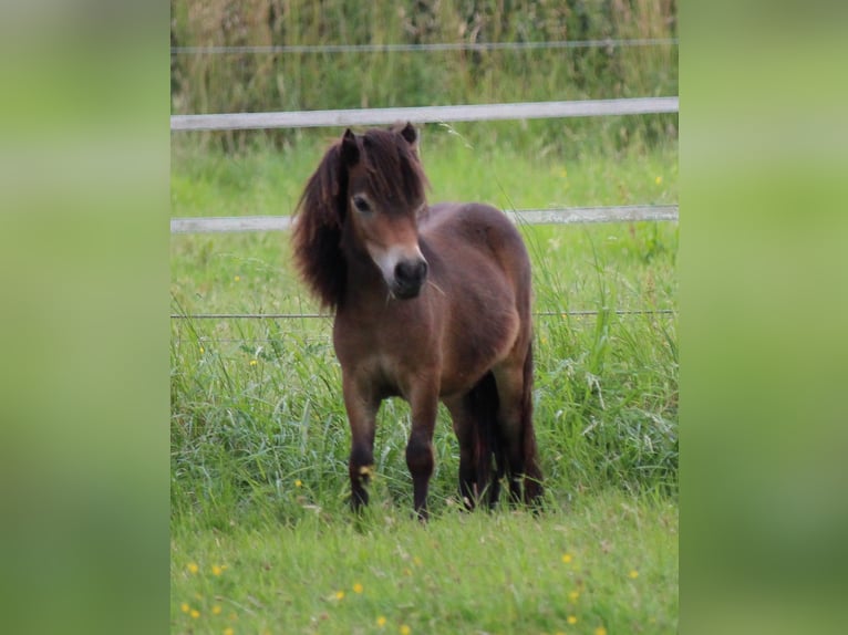 Mini Shetland Pony Hengst 2 Jahre 83 cm Schecke in Lippetal