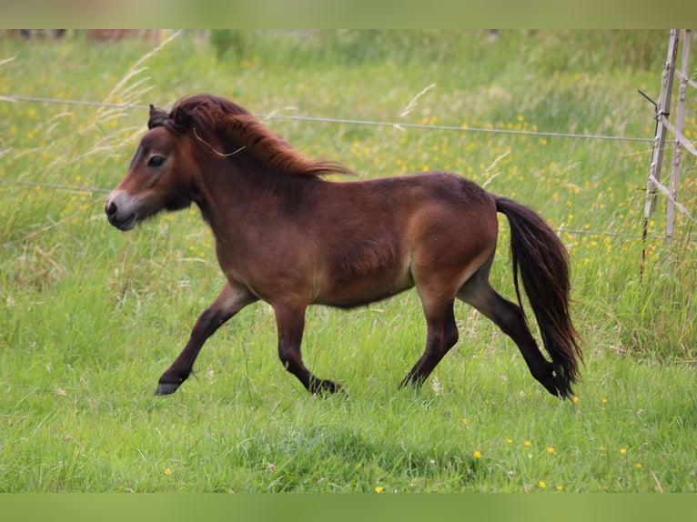 Mini Shetland Pony Hengst 2 Jahre 83 cm Schecke in Lippetal