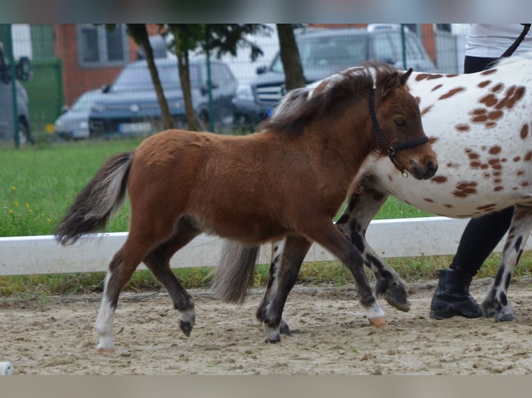 Mini Shetland Pony Hengst 2 Jahre 83 cm Schecke in Lippetal