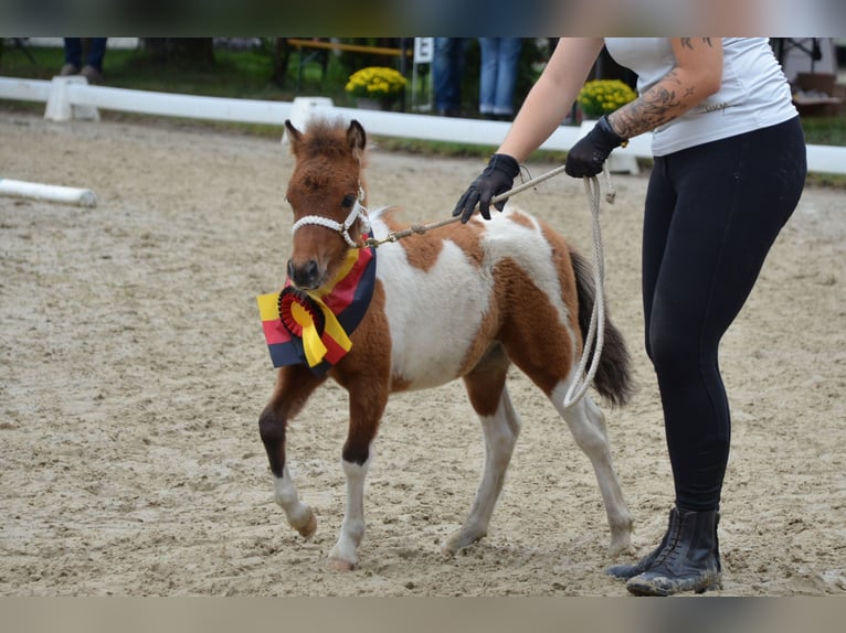 Mini Shetland Pony Hengst 2 Jahre 83 cm Schecke in Lippetal