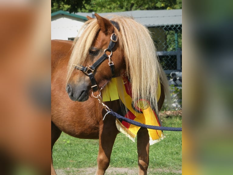 Mini Shetland Pony Hengst 2 Jahre 83 cm Schecke in Lippetal