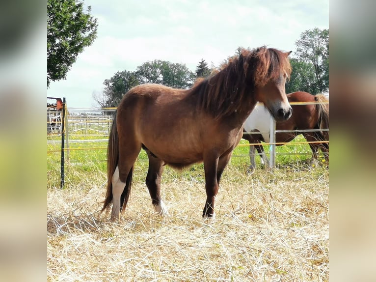 Mini Shetland Pony Hengst 2 Jahre 83 cm Schecke in Lippetal