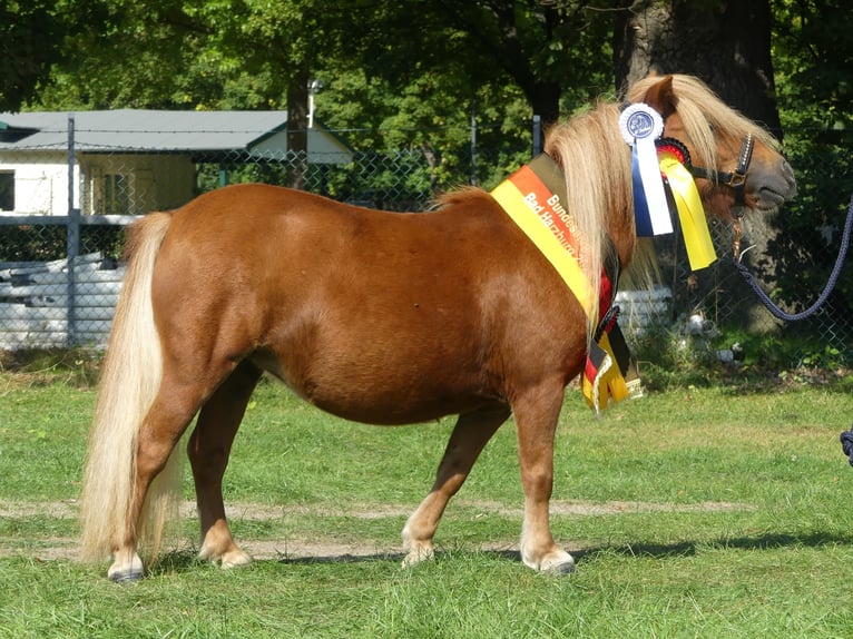 Mini Shetland Pony Hengst 2 Jahre 83 cm Schecke in Lippetal