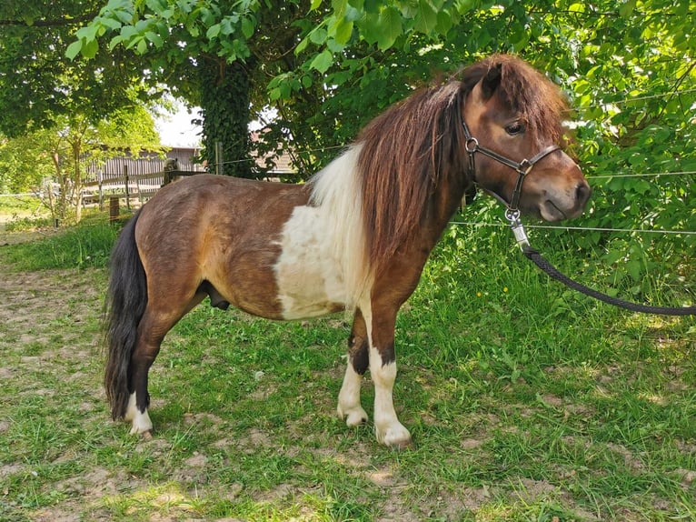 Mini Shetland Pony Hengst 2 Jahre 83 cm Schecke in Lippetal