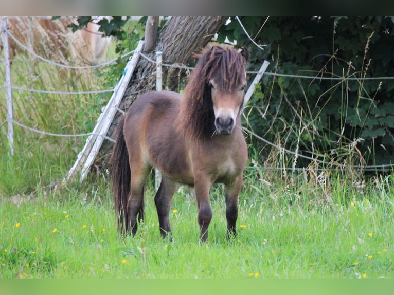 Mini Shetland Pony Hengst 2 Jahre 83 cm Schecke in Lippetal