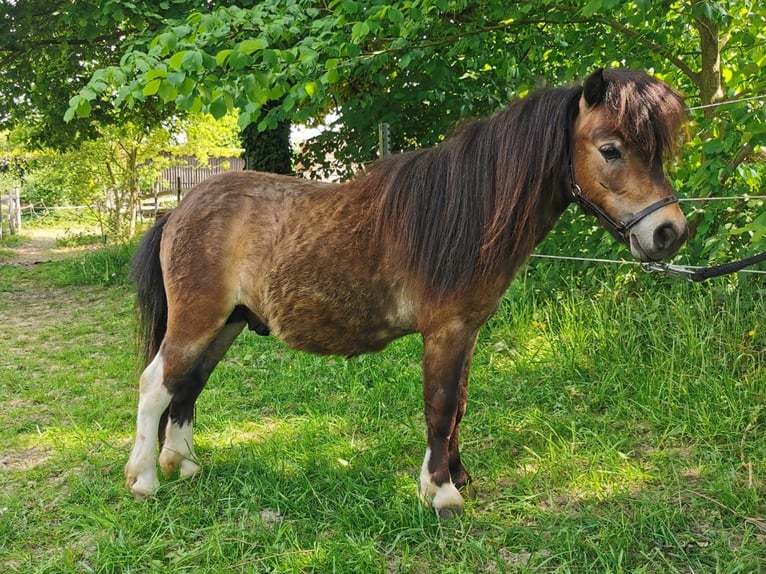 Mini Shetland Pony Hengst 2 Jahre 83 cm Schecke in Lippetal