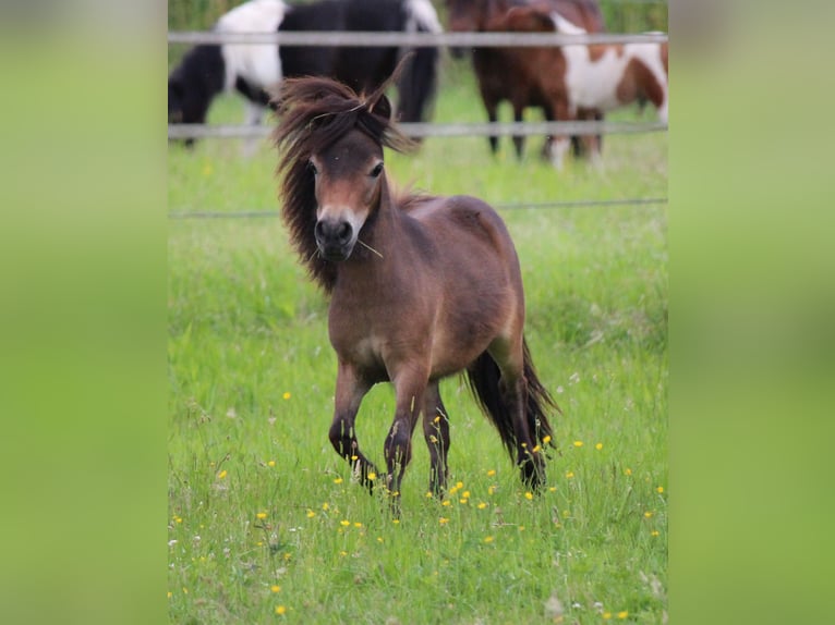 Mini Shetland Pony Hengst 2 Jahre 83 cm Schecke in Lippetal