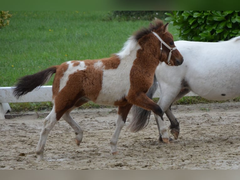 Mini Shetland Pony Hengst 2 Jahre 83 cm Schecke in Lippetal