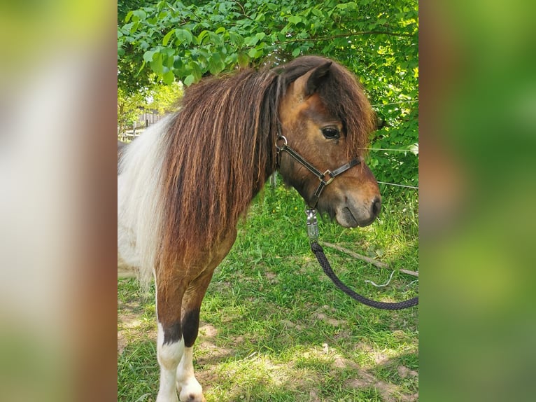 Mini Shetland Pony Hengst 2 Jahre 83 cm Schecke in Lippetal