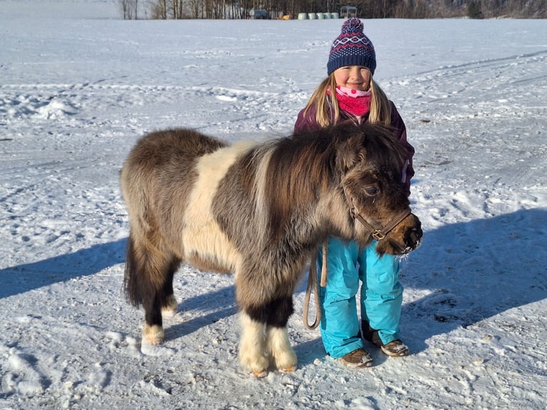 Mini Shetland Pony Hengst 2 Jahre 85 cm Schecke in Argenbühl