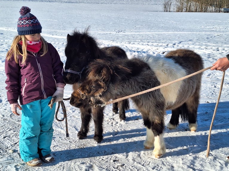 Mini Shetland Pony Hengst 2 Jahre 85 cm Schecke in Argenbühl