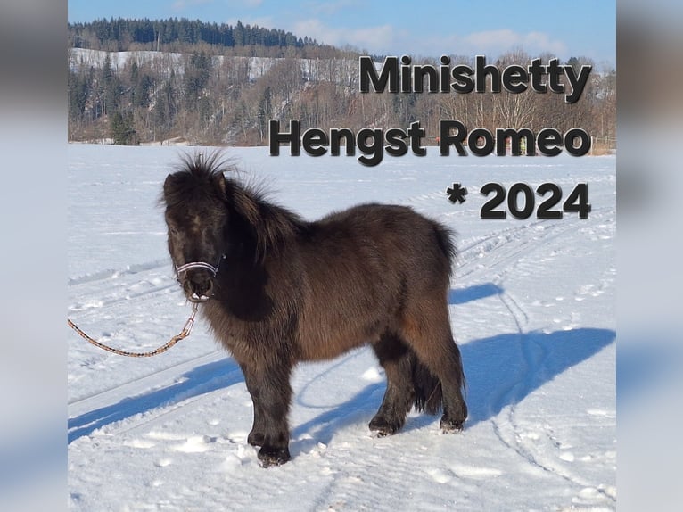 Mini Shetland Pony Hengst 2 Jahre 85 cm Schecke in Argenbühl