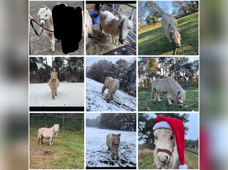 Mini Shetland Pony Hengst 2 Jahre 88 cm Palomino in Zeven Mini Shetland Pony Hengst 2 Jahre 88 cm Palomino in Zeven
