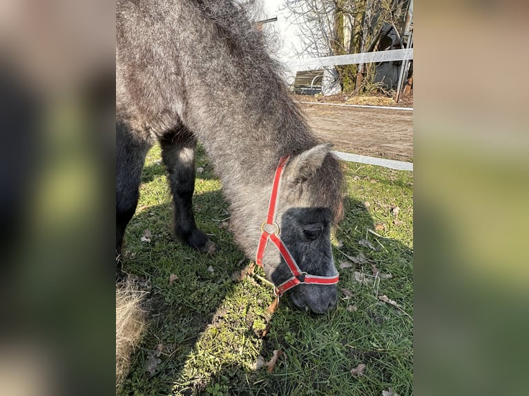 Mini Shetland Pony Hengst 2 Jahre in Damme