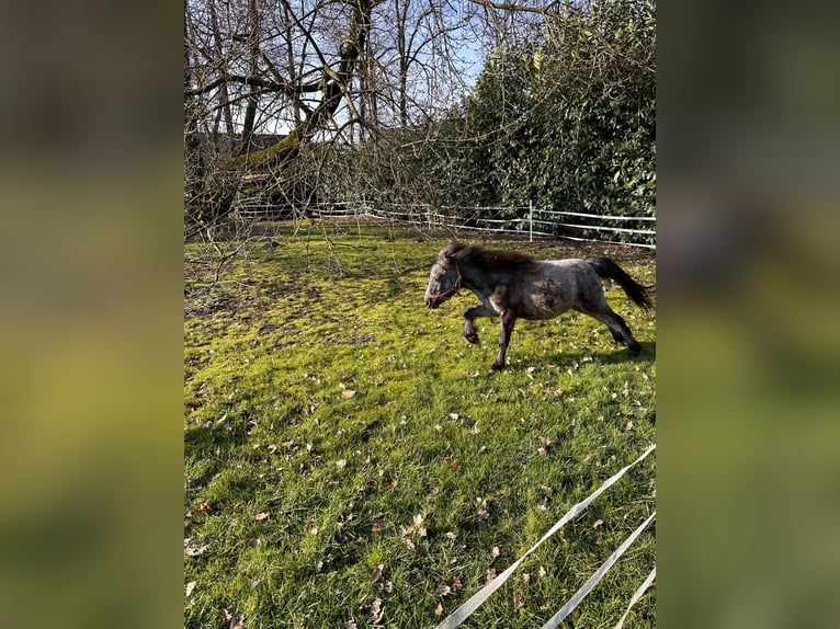 Mini Shetland Pony Hengst 2 Jahre in Damme