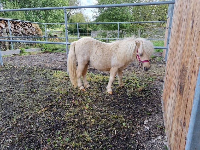 Mini Shetland Pony Hengst 2 Jahre in Eisenach