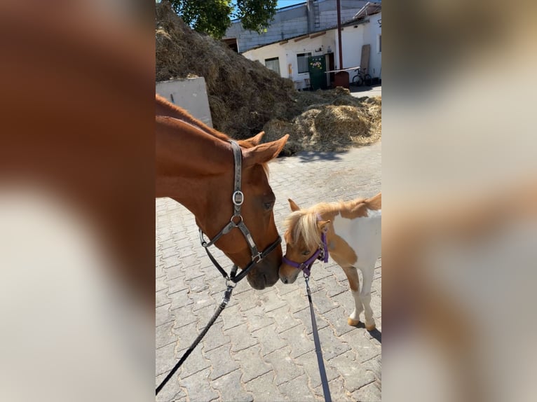 Mini Shetland Pony Hengst 3 Jaar 75 cm Gevlekt-paard in Obertshausen