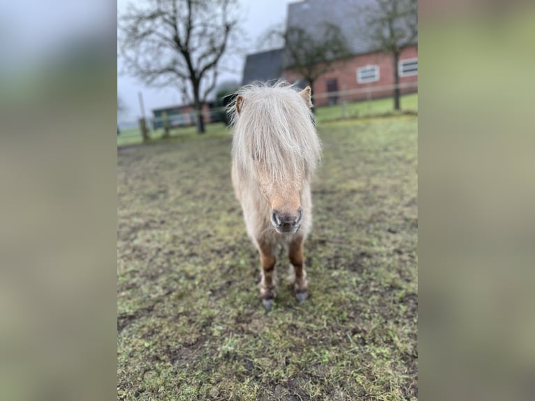 Mini Shetland Pony Hengst 3 Jaar 77 cm Palomino in Rheine