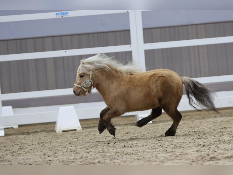 Mini Shetland Pony Hengst 3 Jaar 77 cm Palomino in Rheine