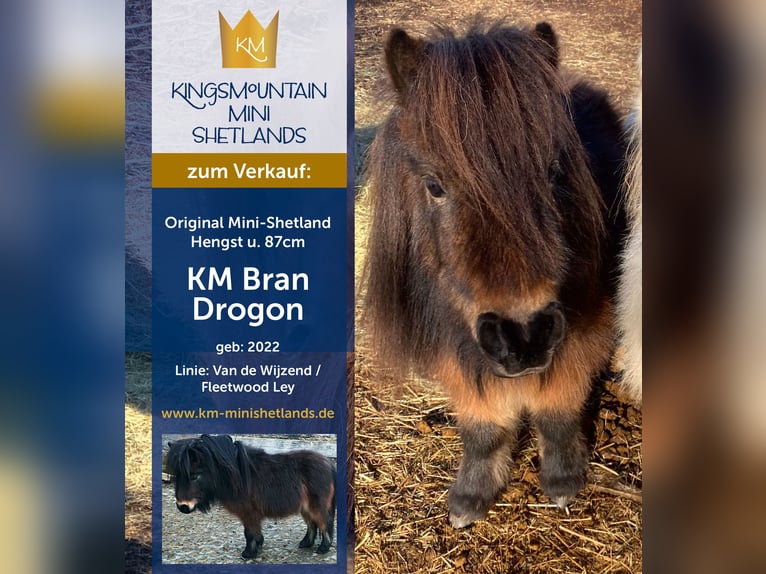 Mini Shetland Pony Hengst 3 Jaar 79 cm Bruin in Königsberg in Bayern