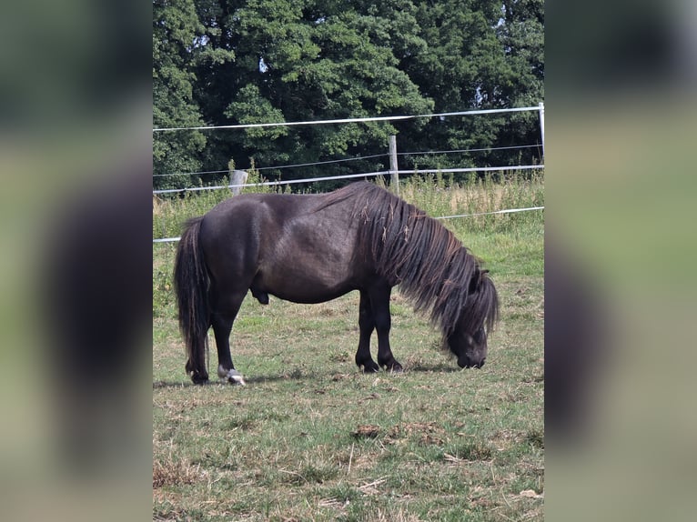 Mini Shetland Pony Hengst 3 Jaar 83 cm Zwart in Garbsen