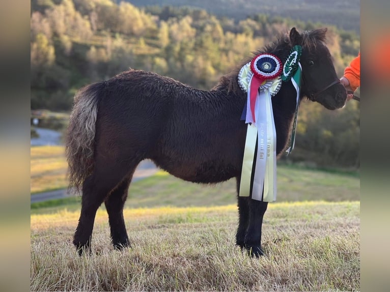 Mini Shetland Pony Hengst 3 Jaar 85 cm Donkerbruin in Vallset
