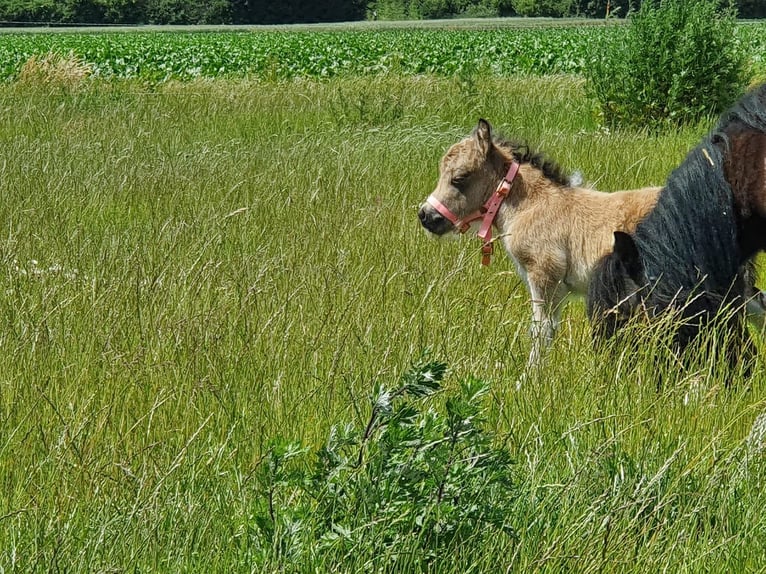 Mini Shetland Pony Hengst 3 Jaar 85 cm Gevlekt-paard in Niederzier