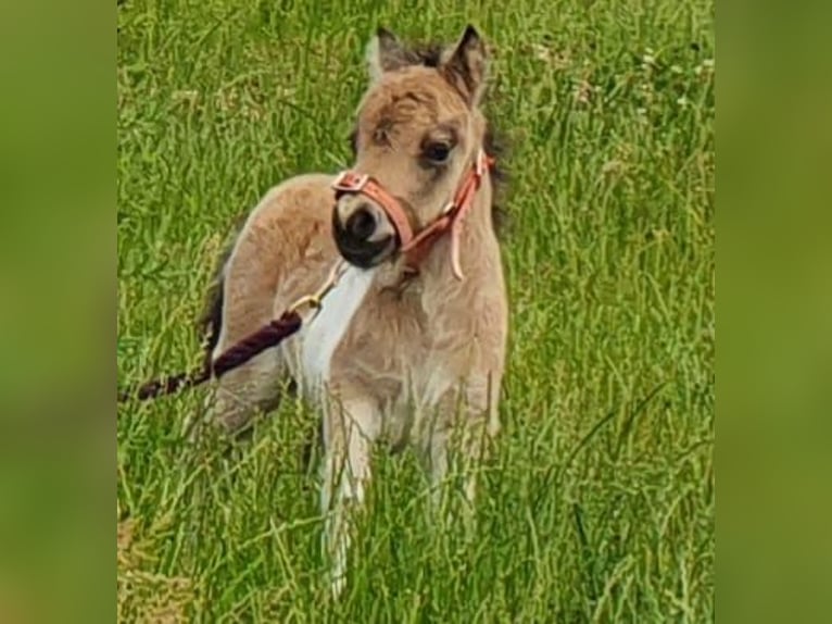 Mini Shetland Pony Hengst 3 Jaar 85 cm Gevlekt-paard in Niederzier