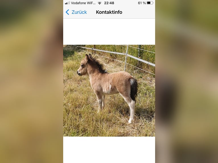 Mini Shetland Pony Hengst 3 Jaar 85 cm Gevlekt-paard in Niederzier