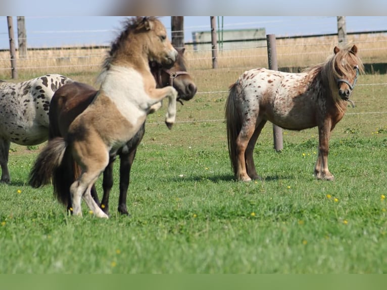 Mini Shetland Pony Hengst 3 Jaar 85 cm Gevlekt-paard in Niederzier