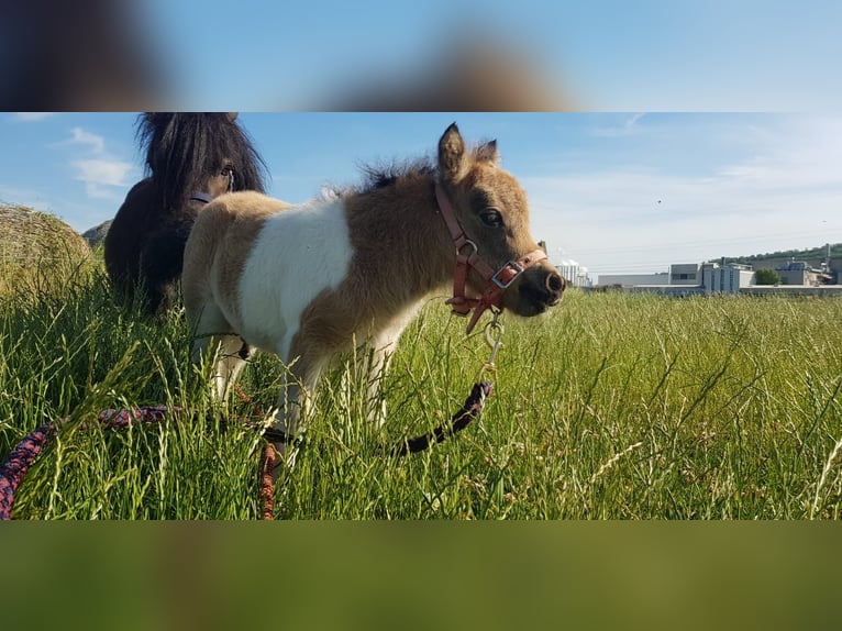 Mini Shetland Pony Hengst 3 Jaar 85 cm Gevlekt-paard in Niederzier