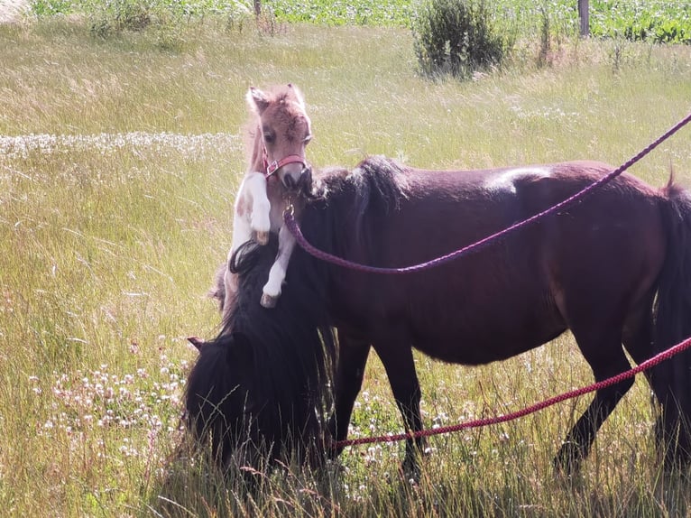 Mini Shetland Pony Hengst 3 Jaar 85 cm Gevlekt-paard in Niederzier