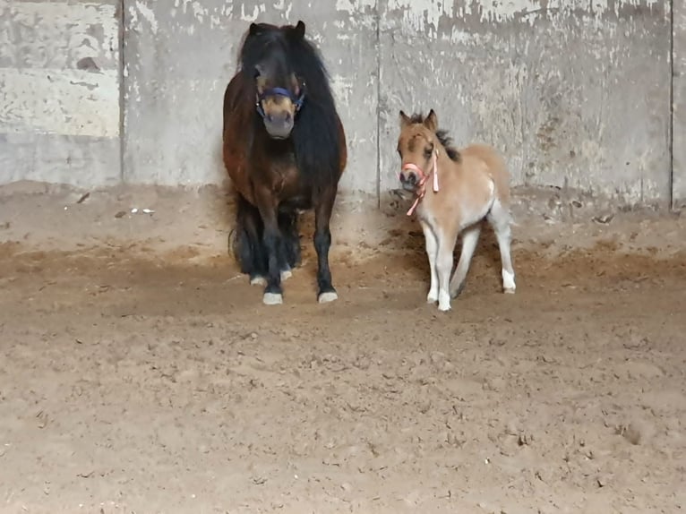 Mini Shetland Pony Hengst 3 Jaar 85 cm Gevlekt-paard in Niederzier