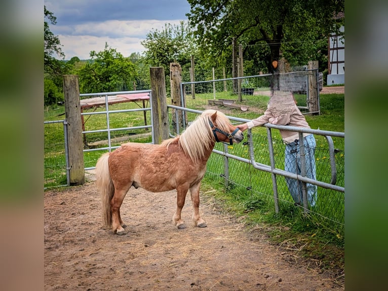 Mini Shetland Pony Hengst 3 Jaar 90 cm Lichtbruin in Hilter am Teutoburger Wald