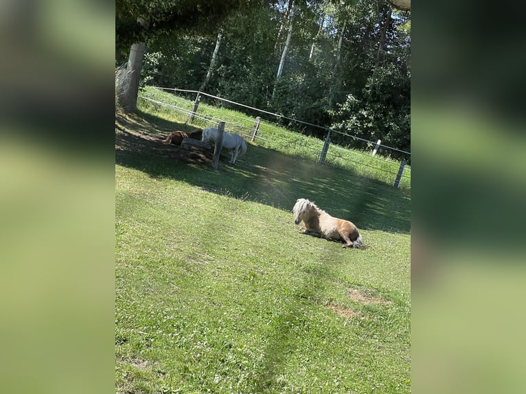 Mini Shetland Pony Hengst 3 Jahre 77 cm Palomino in Rheine
