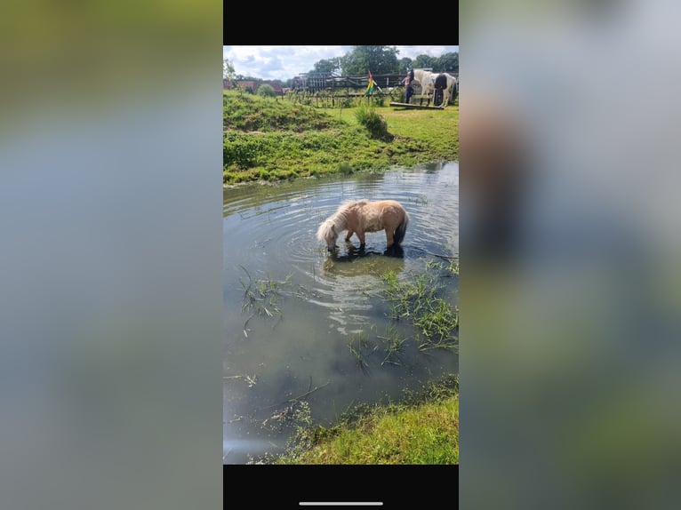 Mini Shetland Pony Hengst 3 Jahre 77 cm Palomino in Rheine