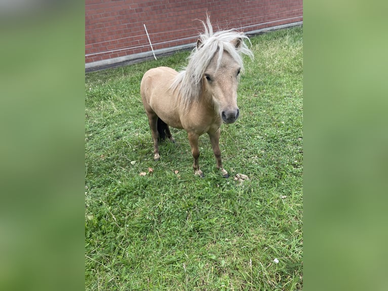 Mini Shetland Pony Hengst 3 Jahre 77 cm Palomino in Rheine