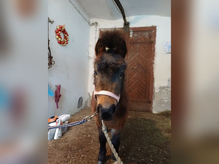 Mini Shetland Pony Hengst 3 Jahre 77 cm Schwarzbrauner in Gnesau