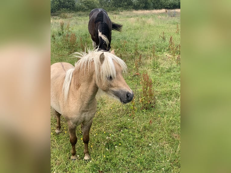 Mini Shetland Pony Hengst 3 Jahre 80 cm Palomino in Holste