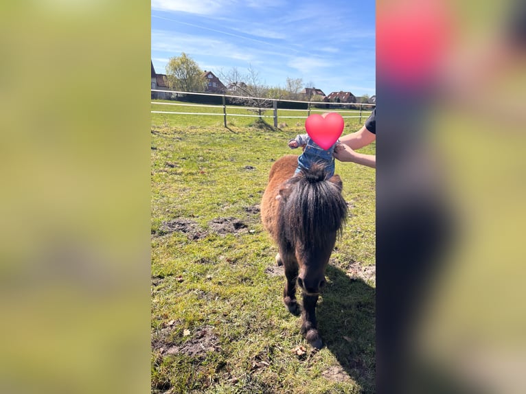Mini Shetland Pony Hengst 3 Jahre 83 cm Rappe in Garbsen