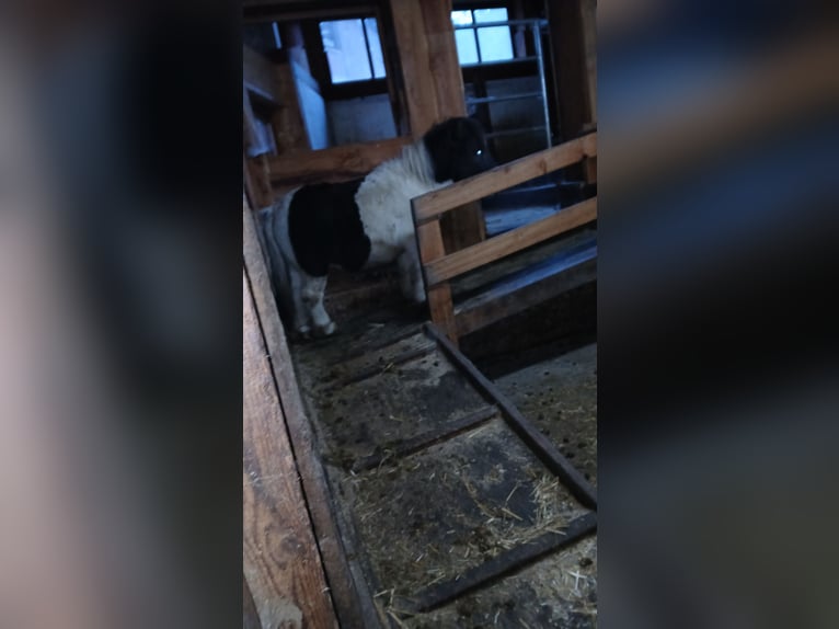 Mini Shetland Pony Hengst 3 Jahre 83 cm in Obertilliach
