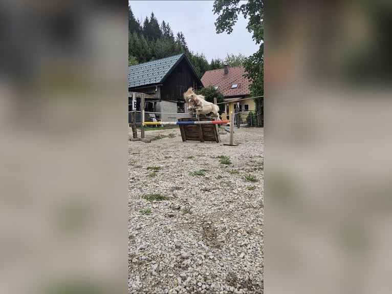 Mini Shetland Pony Hengst 3 Jahre 84 cm Schecke in Türnitz