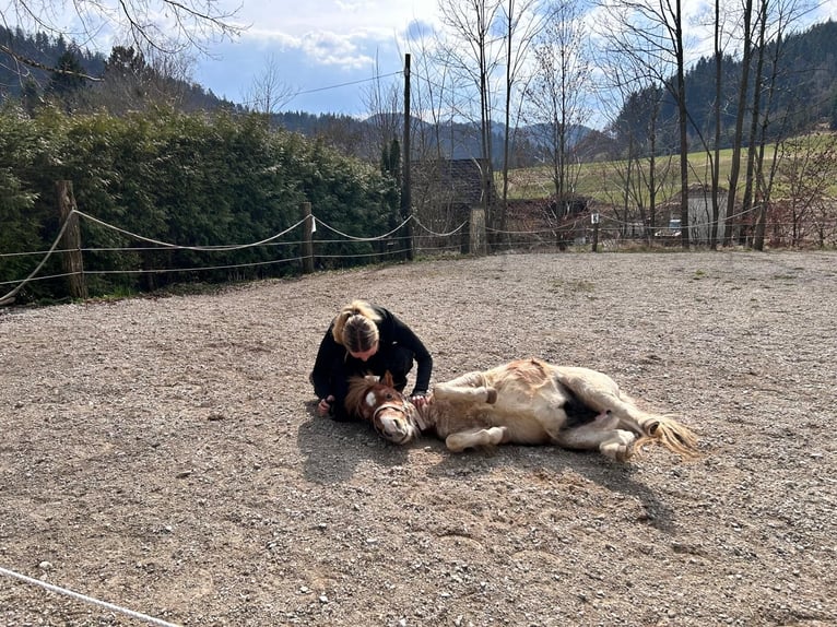 Mini Shetland Pony Hengst 3 Jahre 84 cm Schecke in Türnitz