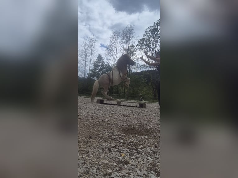 Mini Shetland Pony Hengst 3 Jahre 84 cm Schecke in Türnitz