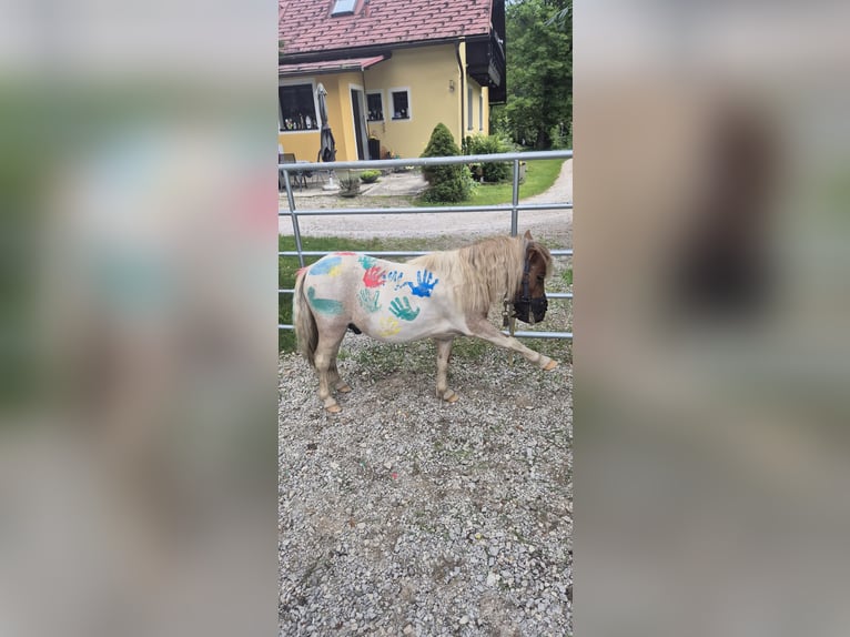 Mini Shetland Pony Hengst 3 Jahre 84 cm Schecke in Türnitz