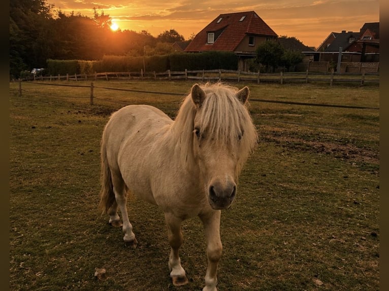 Mini Shetland Pony Hengst 3 Jahre 85 cm Champagne in Süsel